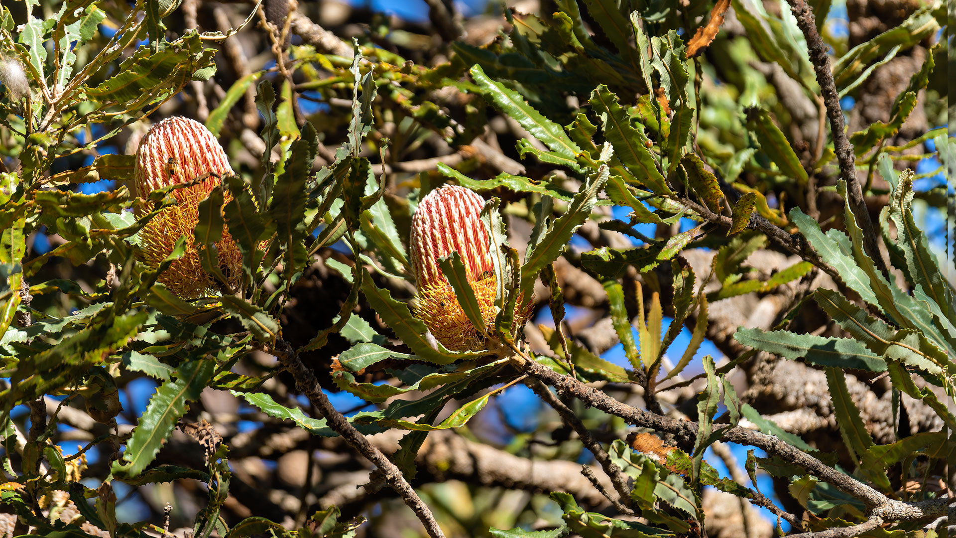 Yanchep National Park - Banksien